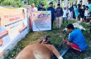 Proses penyembelihan hewan kurban dari anggota DPR RI Alqassam Kasuba.
