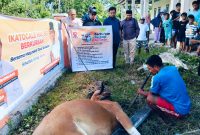 Proses penyembelihan hewan kurban dari anggota DPR RI Alqassam Kasuba.
