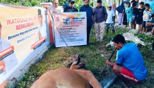 Proses penyembelihan hewan kurban dari anggota DPR RI Alqassam Kasuba.