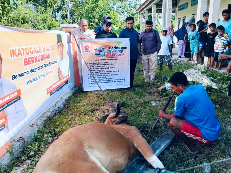 Proses penyembelihan hewan kurban dari anggota DPR RI Alqassam Kasuba.