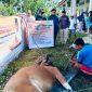 Proses penyembelihan hewan kurban dari anggota DPR RI Alqassam Kasuba.
