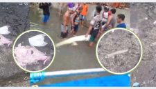 Temuan tulang belulang dan organ lain dalam perut buaya.
