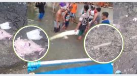 Temuan tulang belulang dan organ lain dalam perut buaya.