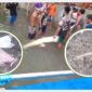 Temuan tulang belulang dan organ lain dalam perut buaya.