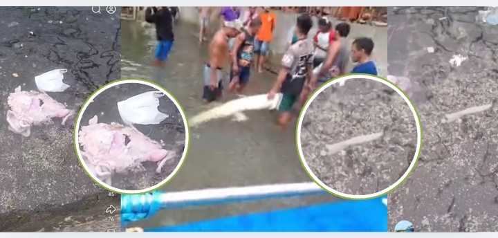 Temuan tulang belulang dan organ lain dalam perut buaya.