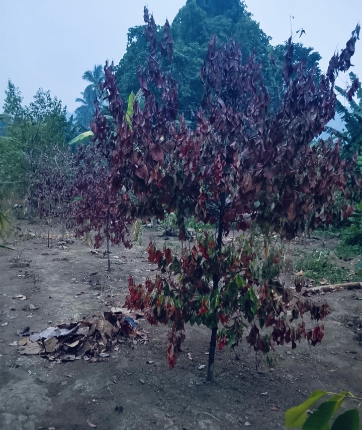 Tanaman Pala Warga yang Mulai Mengering.